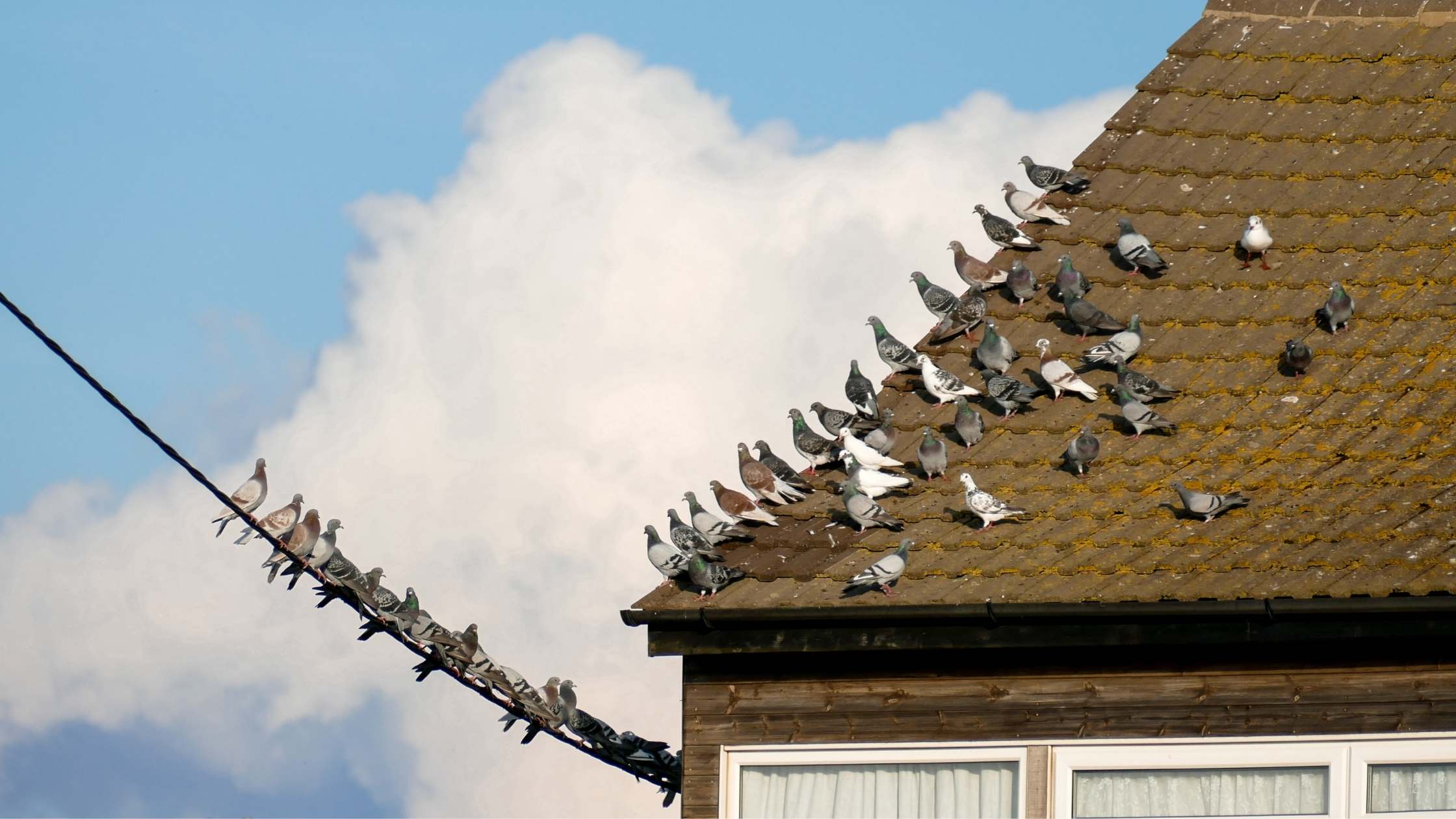 Tauben auf einem Dach. Sie schauen alle in eine Richtung, zu anderen Tauben, die auf einem Stromkabel sitzen.