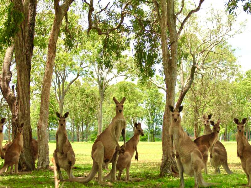 Zehn Kängurus auf einer Wiese, unter Bäumen.