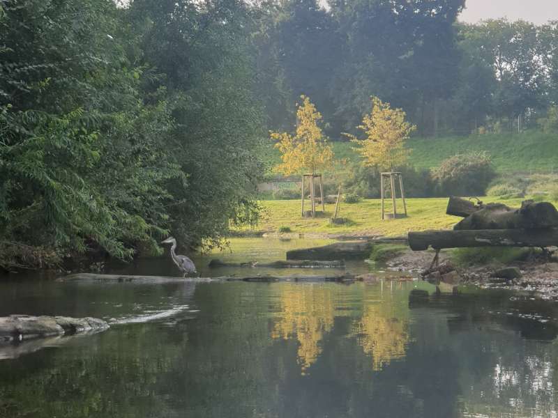 Ein Reiher im Fluss, im Hintergrund Wiesen und Bäume.