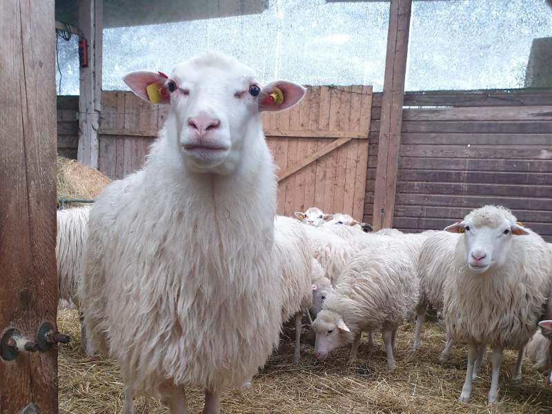 Im Schafstall: Ein weißes Schaf steht ganz nah und schaut in die Kamera. Die anderen stehen im Hintergrund zusammen.