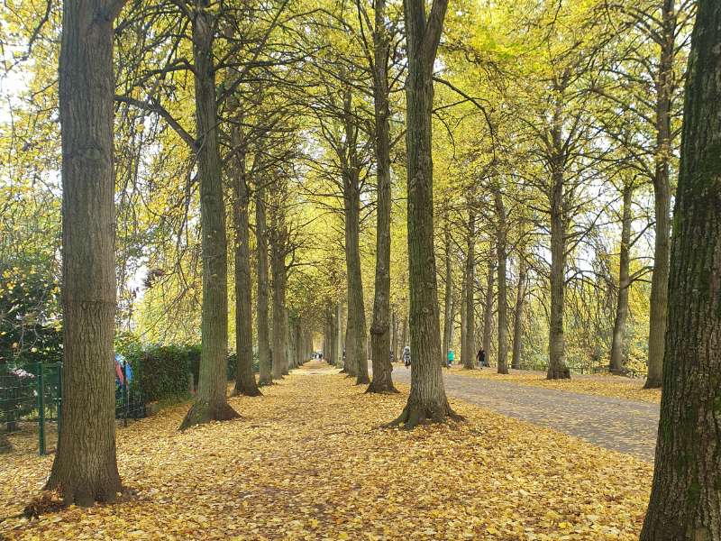 Ein Fußweg, der auf beiden Seiten von Bäumen gesäumt ist. Auf dem Boden liegen viele gelbe Herbstblätter.